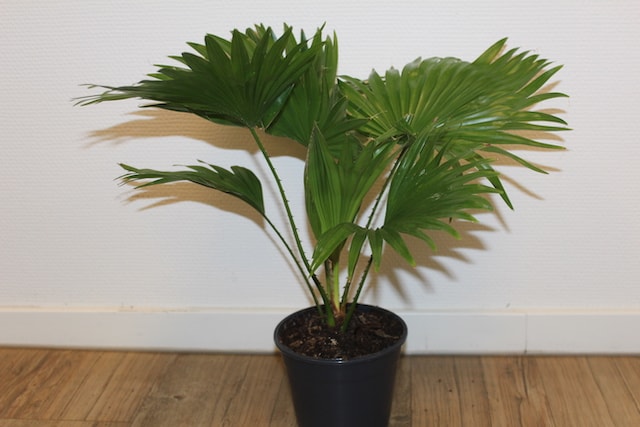 Livistona rotundifolia Queen Palm