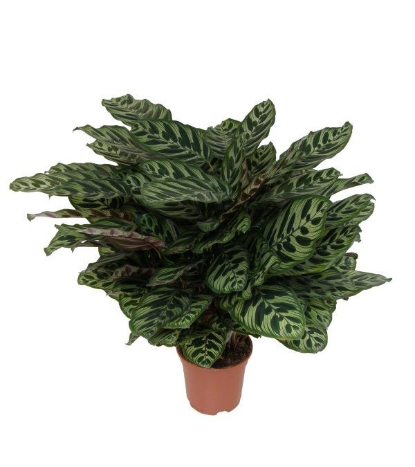 Calathea Mackoyana