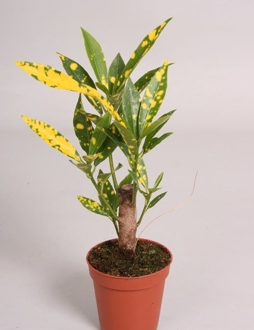Codiaeum variegatum Pictum