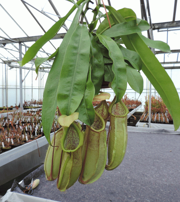 Nepenthes Louisa