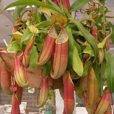 Nepenthes sanquinea
