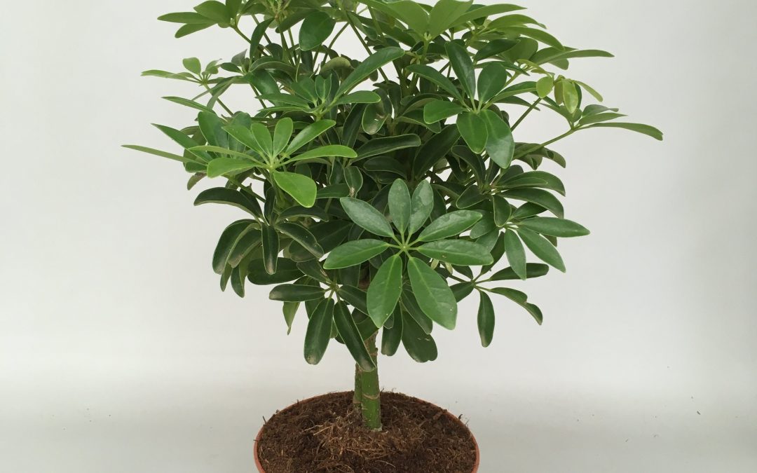 Schefflera arboricola Luseana®