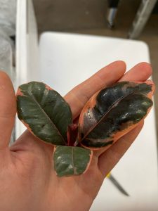 Ficus Belize unrooted