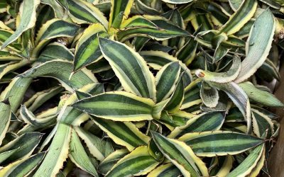 Agave Quadricolor cuttings